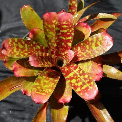 Neoregelia 'Aussie Gold' | Bromeliad Paradise