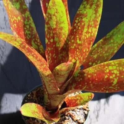 Neoregelia 'Aztec' | Bromeliad Paradise