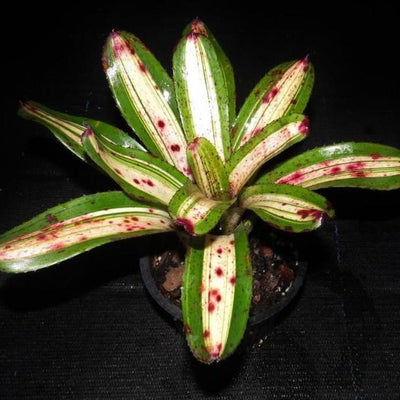 Neoregelia 'Bachata' | Bromeliad Paradise