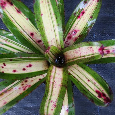 Neoregelia 'Bachata' | Bromeliad Paradise