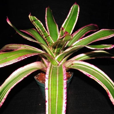 Neoregelia 'Banshee' | Bromeliad Paradise