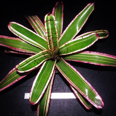 Neoregelia 'Banshee' | Bromeliad Paradise