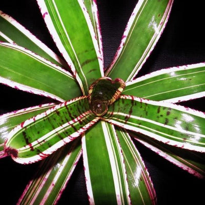 Neoregelia 'Banshee' | Bromeliad Paradise
