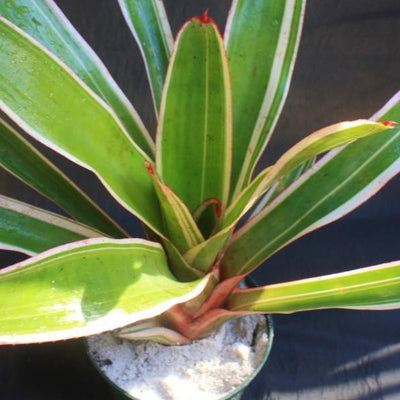 Neoregelia 'Belladonna' | Bromeliad Paradise