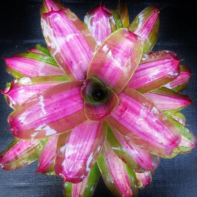 Neoregelia 'Beryl Sheasby' | Bromeliad Paradise