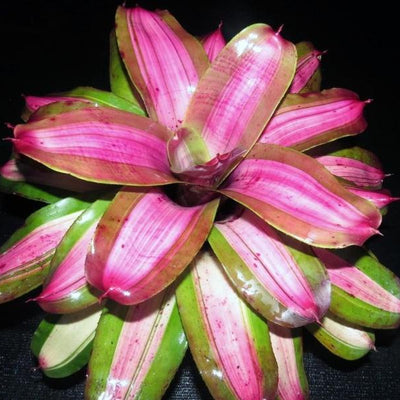 Neoregelia 'Beryl Sheasby' | Bromeliad Paradise