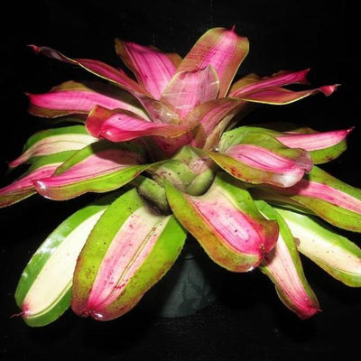 Neoregelia 'Beryl Sheasby' | Bromeliad Paradise