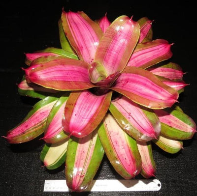 Neoregelia 'Beryl Sheasby' | Bromeliad Paradise