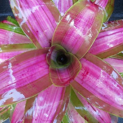 Neoregelia 'Beryl Sheasby' | Bromeliad Paradise