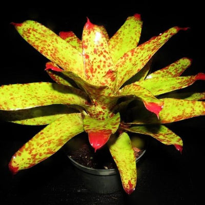 Neoregelia 'Betty Head' | Bromeliad Paradise