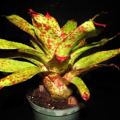 Neoregelia 'Betty Head' | Bromeliad Paradise