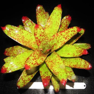 Neoregelia 'Betty Head' | Bromeliad Paradise