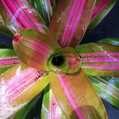 Neoregelia 'Big Blue' Variegated | Bromeliad Paradise