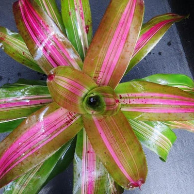 Neoregelia 'Big Blue' Variegated | Bromeliad Paradise