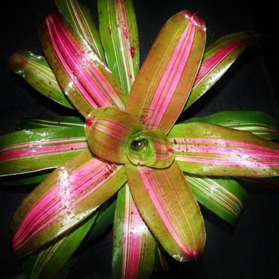 Neoregelia 'Big Blue' Variegated | Bromeliad Paradise
