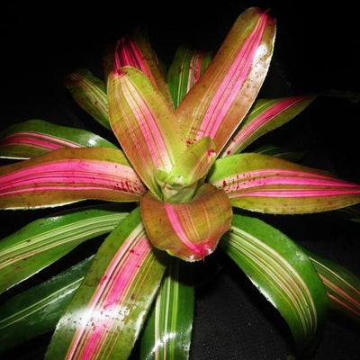 Neoregelia 'Big Blue' Variegated | Bromeliad Paradise