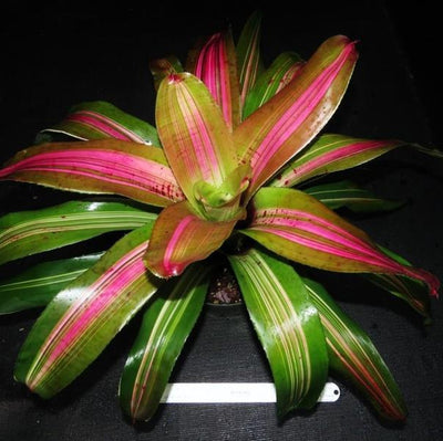 Neoregelia 'Big Blue' Variegated | Bromeliad Paradise