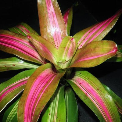 Neoregelia 'Big Blue' Variegated | Bromeliad Paradise