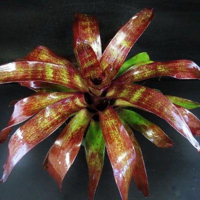 Neoregelia 'Bingito' | Bromeliad Paradise