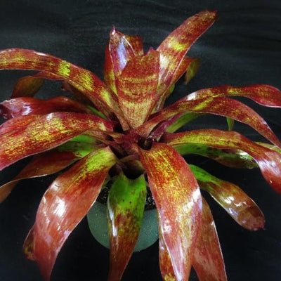 Neoregelia 'Bingito' | Bromeliad Paradise