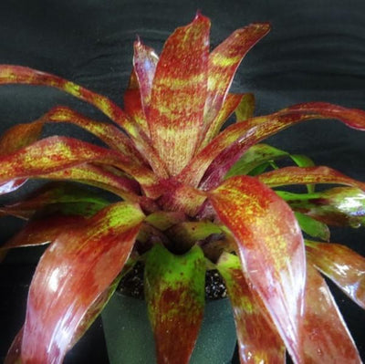 Neoregelia 'Bingito' | Bromeliad Paradise