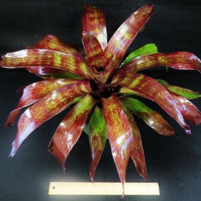 Neoregelia 'Bingito' | Bromeliad Paradise