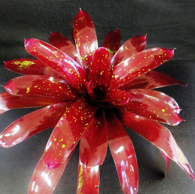 Neoregelia 'Black Forest' | Bromeliad Paradise