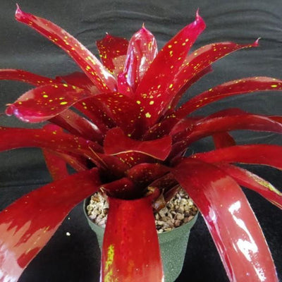 Neoregelia 'Black Forest' | Bromeliad Paradise