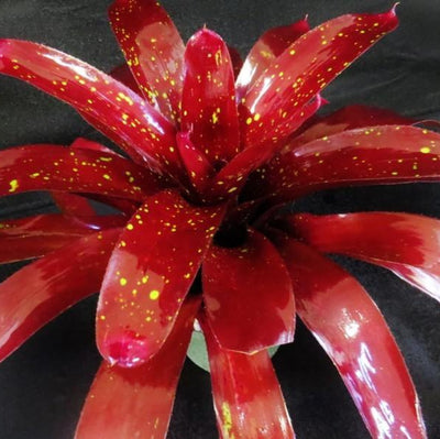 Neoregelia 'Black Forest' | Bromeliad Paradise