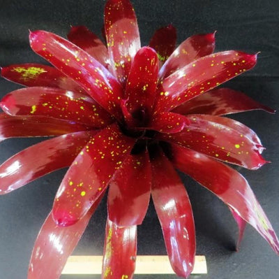 Neoregelia 'Black Forest' | Bromeliad Paradise