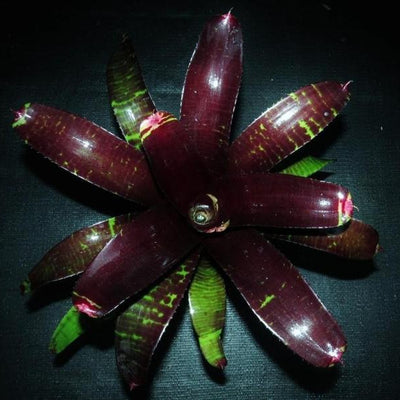 Neoregelia 'Black Panther' | Bromeliad Paradise