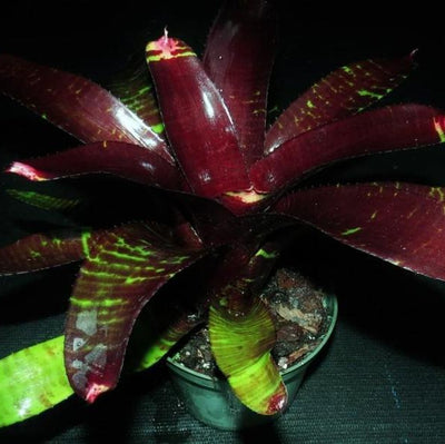 Neoregelia 'Black Panther' | Bromeliad Paradise