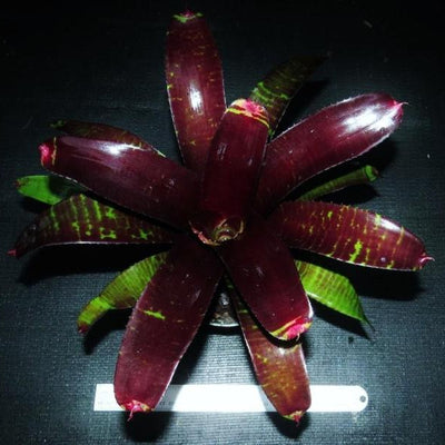 Neoregelia 'Black Panther' | Bromeliad Paradise