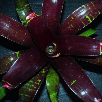 Neoregelia 'Black Panther' | Bromeliad Paradise