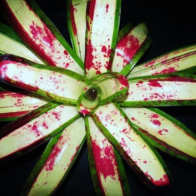Neoregelia 'Blood Oath' | Bromeliad Paradise