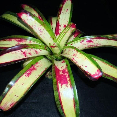Neoregelia 'Blood Oath' | Bromeliad Paradise