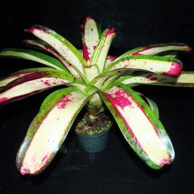 Neoregelia 'Blood Oath' | Bromeliad Paradise