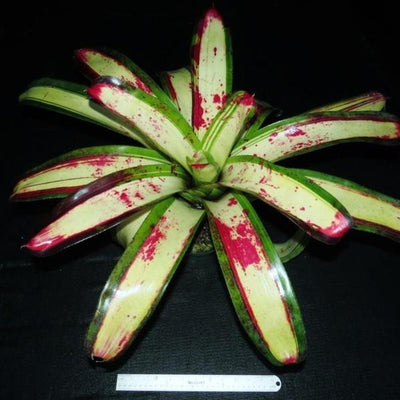 Neoregelia 'Blood Oath' | Bromeliad Paradise