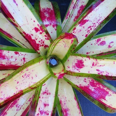 Neoregelia 'Blood Oath' | Bromeliad Paradise