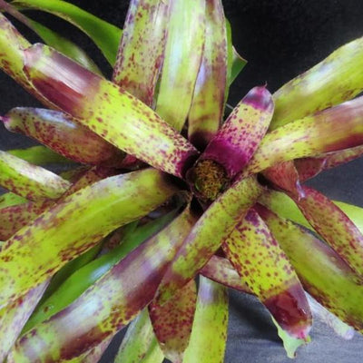 Neoregelia 'Blueberry Tart' | Bromeliad Paradise