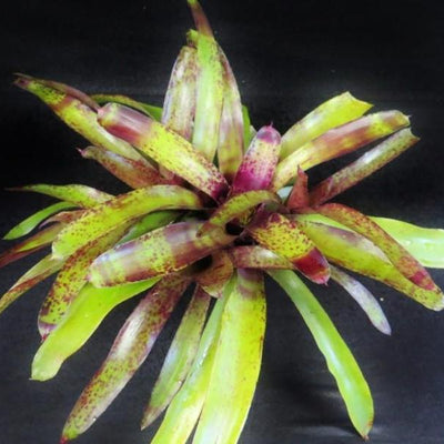 Neoregelia 'Blueberry Tart' | Bromeliad Paradise