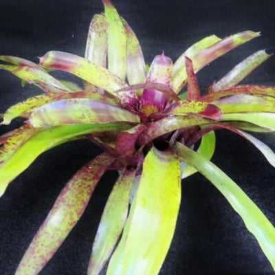 Neoregelia 'Blueberry Tart' | Bromeliad Paradise