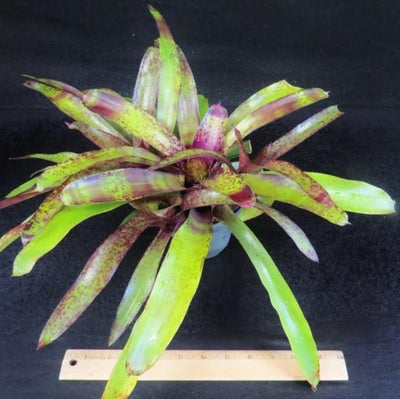 Neoregelia 'Blueberry Tart' | Bromeliad Paradise