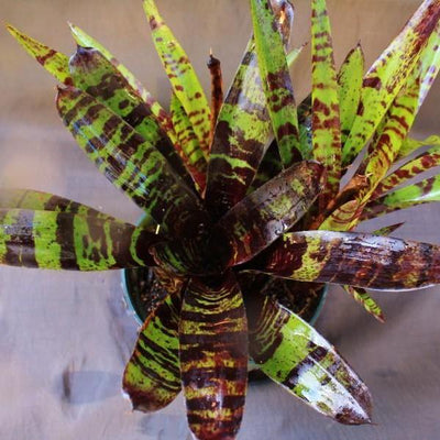 Neoregelia 'Blueberry Tiger' | Bromeliad Paradise