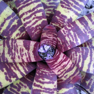Neoregelia 'Blueberry Tiger' | Bromeliad Paradise