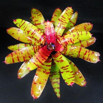 Neoregelia 'Blushing Tiger' | Bromeliad Paradise