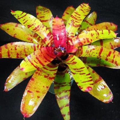 Neoregelia 'Blushing Tiger' | Bromeliad Paradise