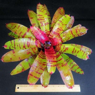 Neoregelia 'Blushing Tiger' | Bromeliad Paradise