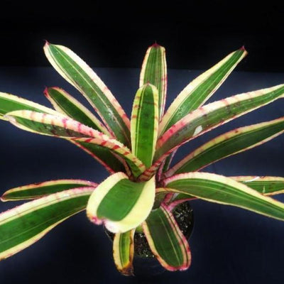 Neoregelia 'Blushing Zebra' | Bromeliad Paradise