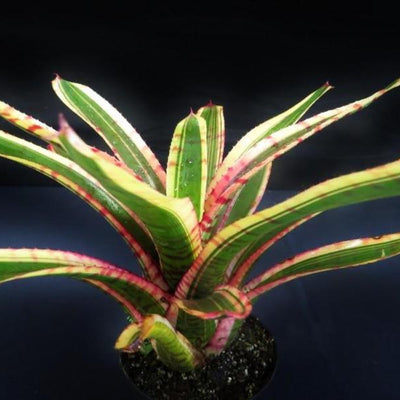 Neoregelia 'Blushing Zebra' | Bromeliad Paradise